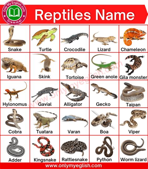 Reptiles Animals Name List with Pictures in 2022 | Reptiles, Animals ...