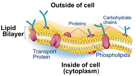 Structure of the cell membrane. | Download Scientific Diagram