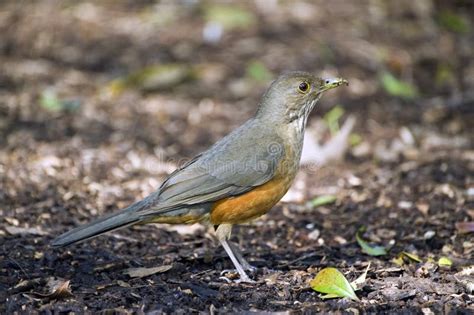 Rufous-bellied Thrush, Bird Symbol of Brazil Stock Image - Image of ...