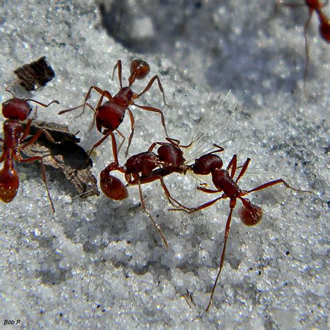 Harvester ant - Wikipedia