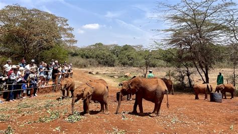 What To Expect When Visiting Sheldrick Elephant Orphanage