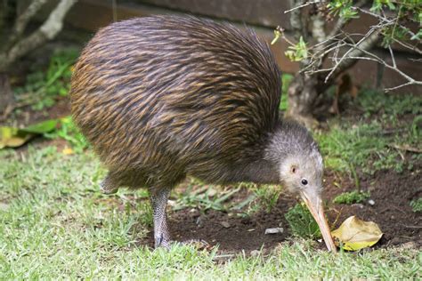 The Kiwi: National Bird of New Zealand - A-Z Animals