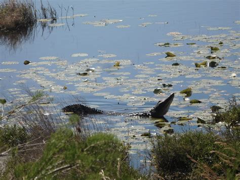 Guide to Okefenokee Swamp National Wildlife Refuge, GA | Julie Journeys