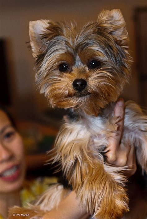 Java with trimmed ears | Yorkie puppy, Yorkshire terrier puppies ...