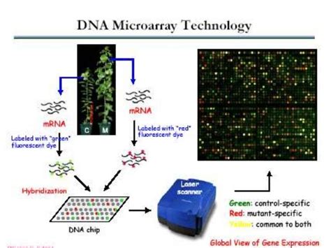 Applications of microarray