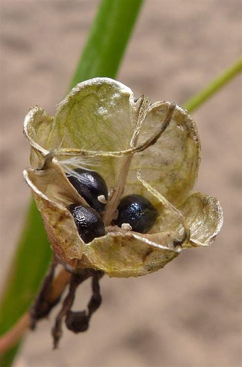 Index of /Flowers/B/Bluebell/