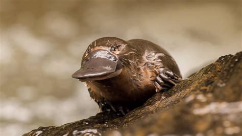 Platypus | San Diego Zoo Animals & Plants