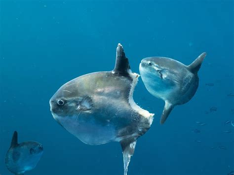 15 Facts About Ocean Sunfish - Facts.net