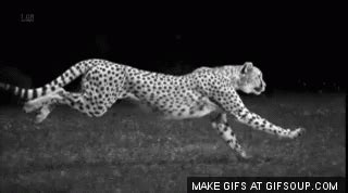 Slow Motion Cheetah - Slow GIF - Slow SlowMotionCheetah Cheetah ...