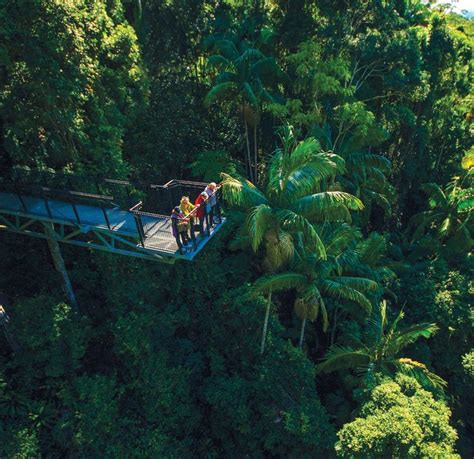 Tamborine rainforest skywalk | Cool places to visit, Places to visit ...