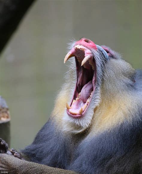 Mandrill Baboon Teeth