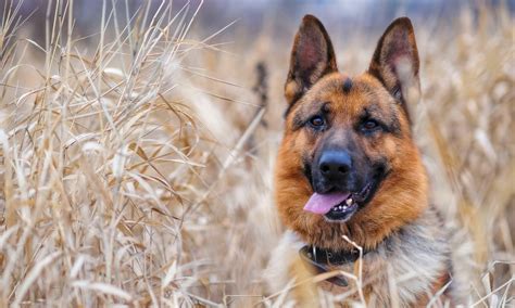 German Shepherd HD Wallpapers | HD Wallpapers (High Definition) | Free ...