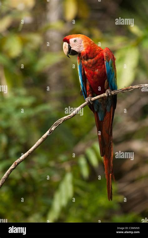 Macaw amazon rainforest brazil hi-res stock photography and images - Alamy