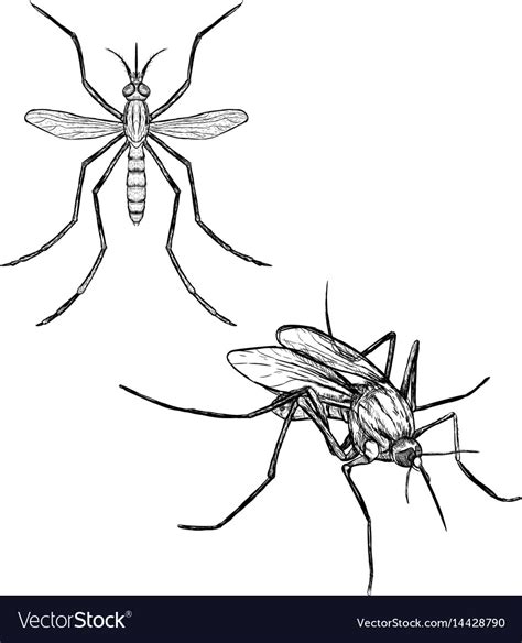 Mosquito Drawing