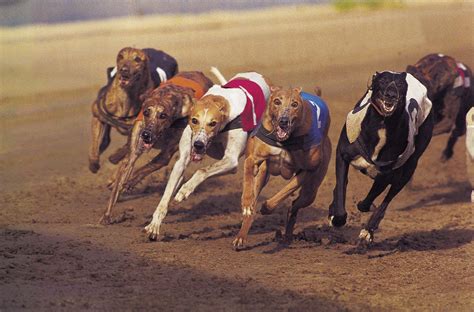 greyhound | Appearance, Racing, History, & Facts | Britannica