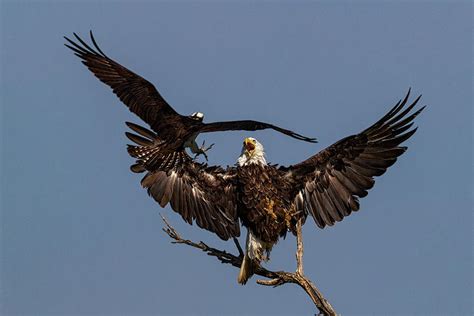 Osprey attacking Bald Eagle Photograph by Dan Ferrin - Pixels