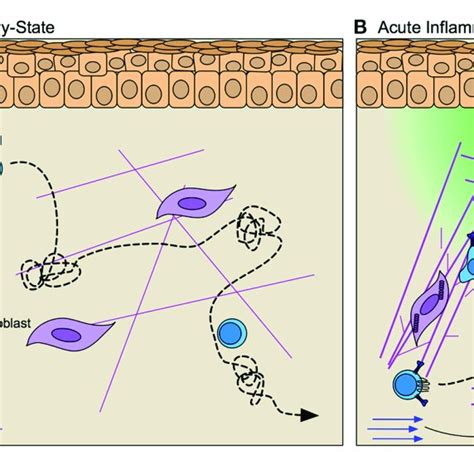 | Interstitial matrices control T cell migration through inflamed ...