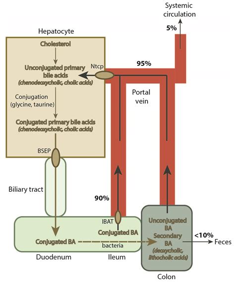 Bile acid recycling | eClinpath