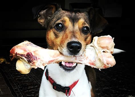 What Bones Can Dogs Eat? It’s a Little More Complicated Than You Thought