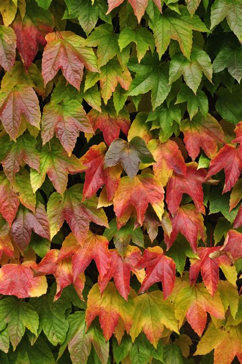 These Gorgeous Flowering Vines Add Vertical Color to Your Yard and ...