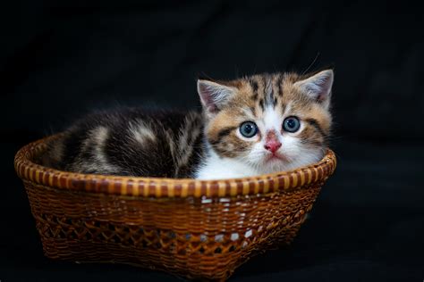 Cute Kittens Wallpapers For Desktop