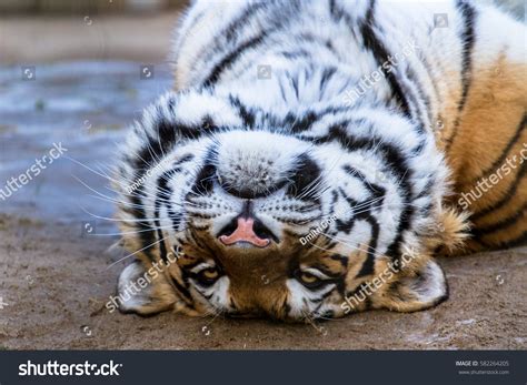 Amur Tiger Upside Down Funny Stock Photo 582264205 | Shutterstock