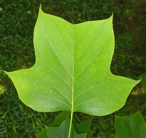 Tom's Trees: American Tulip-Tree (Liriodendron Tulipifera)