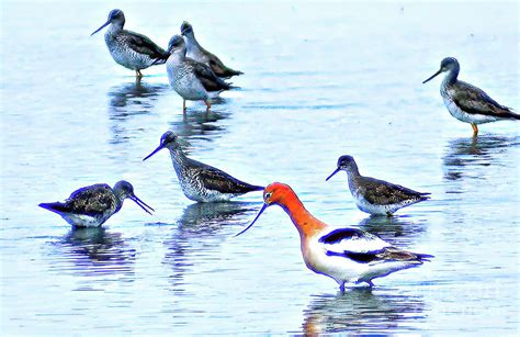 American Avocet Breeding Plujmage Photograph by Darin Bokeno - Fine Art ...