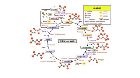 Krebs Cycle Steps