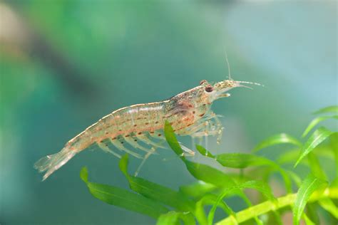 Freshwater Shrimp