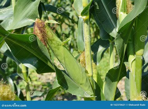 Planting, Growing and Harvesting Sweet Corn Stock Image - Image of ...