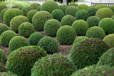 53 Stunning Topiary Trees, Gardens, Plants and Other Shapes