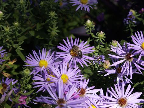 Aster | Central Texas Gardener