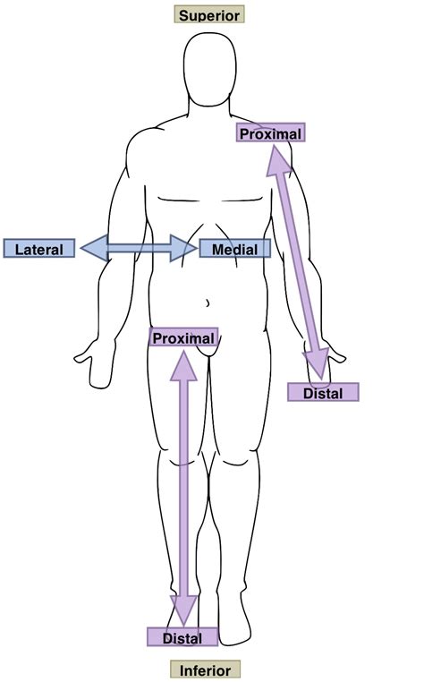 Regional Anatomy/Lesson 3 - Wikiversity