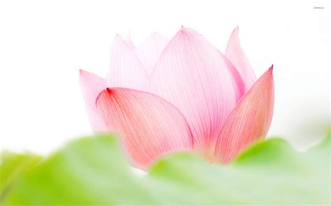 Pink lotus flower wallpaper - Flower wallpapers - #53170