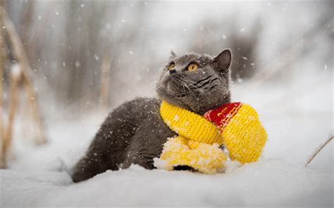 Download wallpapers British Shorthair cat, winter, snow, cute animals ...