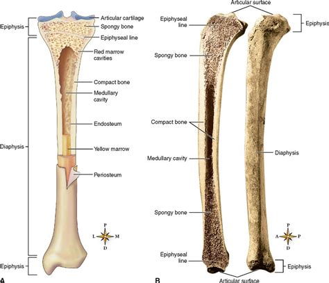 Long Bone Anatomy Diagram