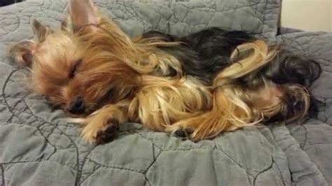 Yorkie sleeping/ yorkie durmiendo - YouTube