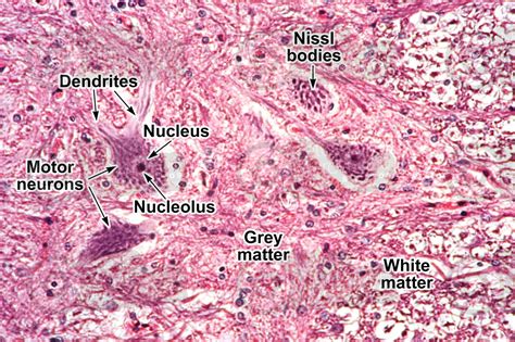 Mammal. Spinal cord. Transverse section. 250X - Spinal cord - Mammals ...