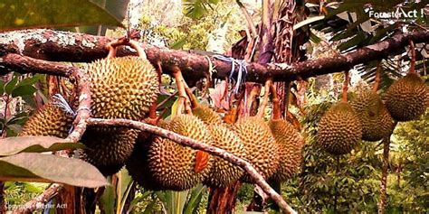 Pohon Durian: Pohon Penghasil Buah Kontroversial