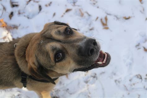 Free stock photo of cold, dog, puppy