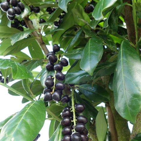 Cherry Laurel Berries Edible | ubicaciondepersonas.cdmx.gob.mx