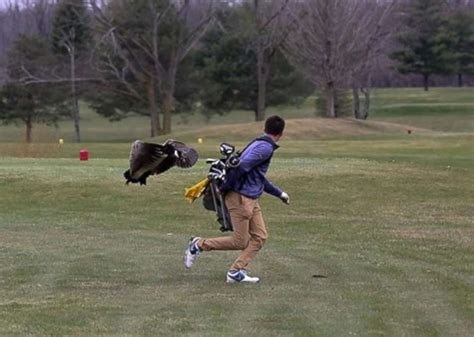 Angry Goose Attack