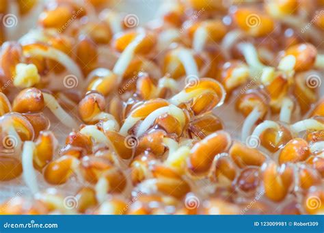 Lepidium Sativum L. Seeds Sprouting Stock Image - Image of food, cress ...