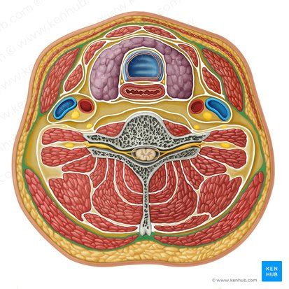 Carotid sheath: Anatomy, contents and clinical aspects | Kenhub