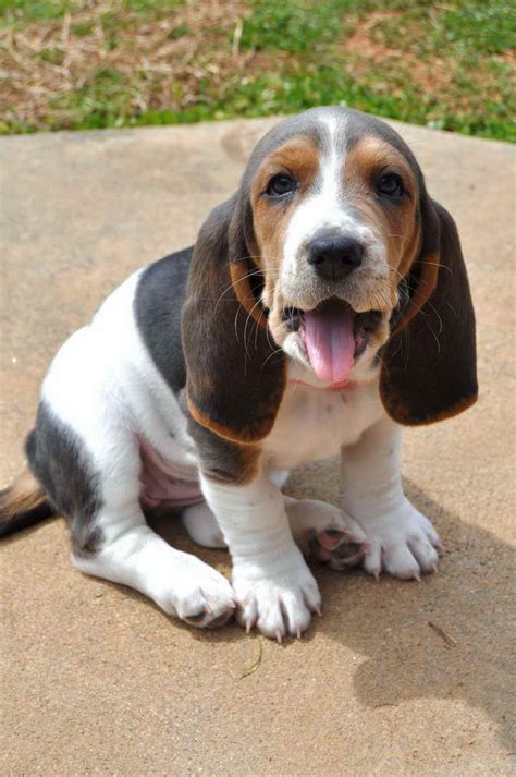 Basset Hound Puppies Denver | PETSIDI