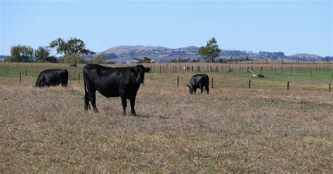 New Zealand plans to kill 150,000 cows in effort to eradicate disease ...