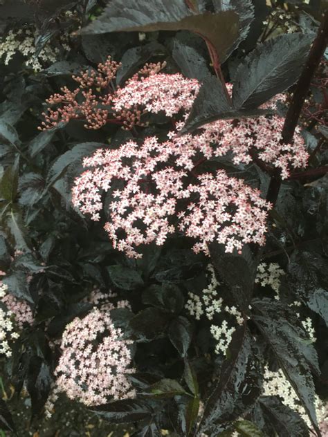 Sambucus nigra ‘Black Beauty’ – Harley Nursery