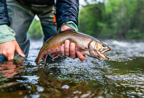 Fly Fishing Maine's Rapid River | Eastbound and Trout