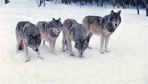 How Do Wild Wolves Hunt in a Pack? | Sciencing